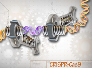 crispr gene editing
